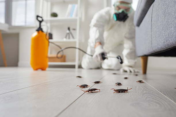 Affordable Termite Control solutions in Pomona, CA